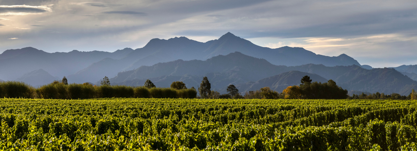 Greywacke vineyard mountain view